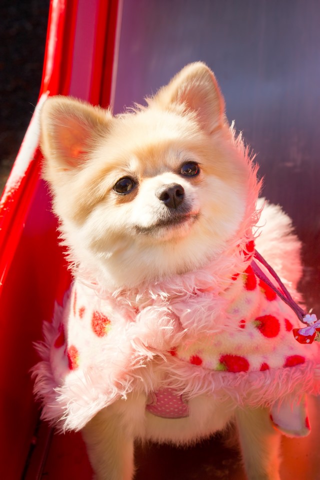 動物ギャラリー