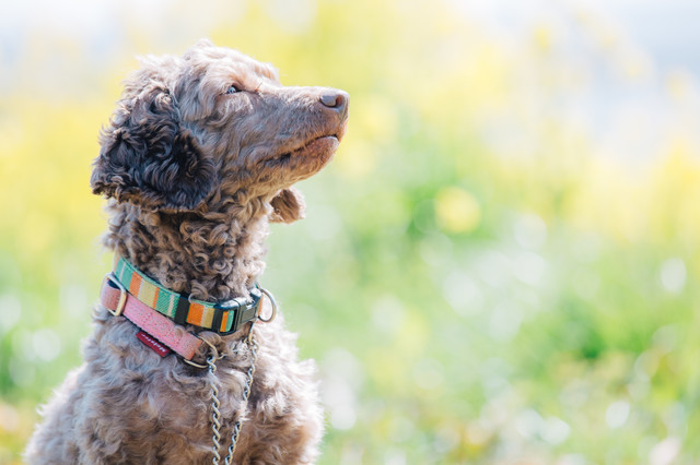 青森のホタテガイ養殖「壊滅的」　新貝の9割へい死　海水温上昇で